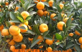 蜜橘的营养价值和蜜橘的药用价值