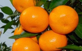 临海蜜橘品种和栽培技术