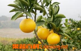 柚子营养价值和柚子减肥方法