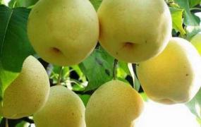 梨的产地,品种和生长环境