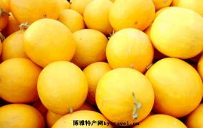 黄河蜜瓜什么季节出产