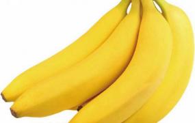 香蕉简介 香蕉栽培技术