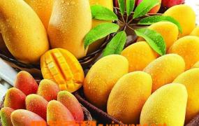 芒果品种和栽培方法