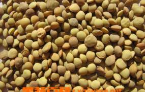 小扁豆的功效和营养分析