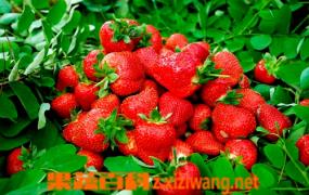 草莓的栽培方法和种植情况