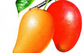 芒果怎么催熟 芒果的催熟方法