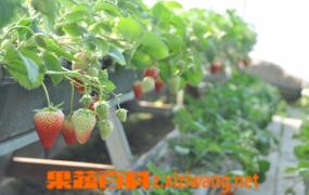 大棚草莓的种植方法