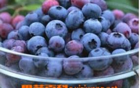 蓝莓汁怎么做 蓝莓汁的做法步骤
