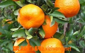 柑橘的营养成分表