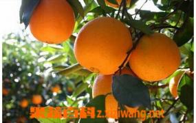 柑橘病病虫害防治方法