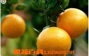 柑橘类水果包括哪些 柑橘类水果都有哪些