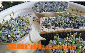 石榴如何种植 石榴种子种植方法