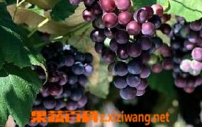 葡萄怎样催熟 葡萄催熟方法