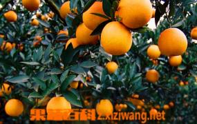 温州蜜橘的功效与作用