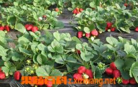 露天草莓的种植方法