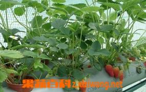 攀援草莓的种植方法和技巧