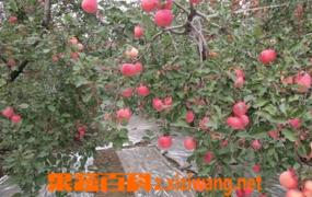 苹果树怎样施肥 苹果树施肥方法技巧