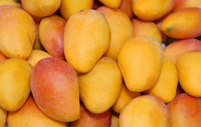 怎么吃芒果会过敏 芒果过敏的症状