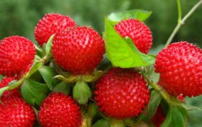 蛇莓能治病吗 蛇莓的具体用法有哪些