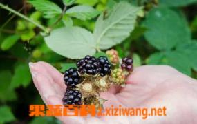 黑莓的功效与作用 吃黑莓的好处