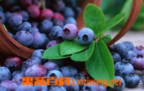 蓝莓汁的功效与作用 蓝莓汁有哪些用途