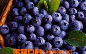 野生蓝莓的功效与作用 吃野生蓝莓的好处