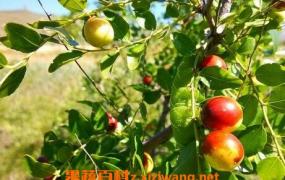 野枣树叶的功效与作用 野枣树叶的药用价值