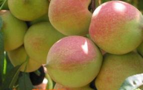 桃子的功效与作用 桃子的药用价值
