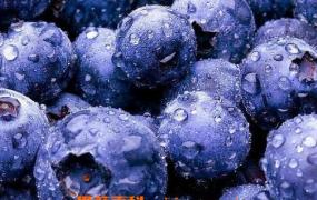 蓝莓果的营养价值与功效
