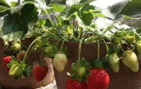 盆栽草莓怎么施肥 盆栽草莓施肥什么肥料