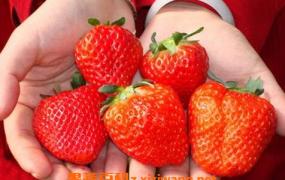 如何分辨激素草莓 激素草莓的危害