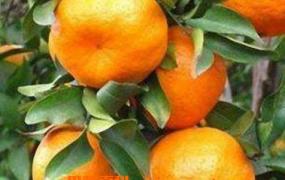 春见柑橘图片 春见柑橘的功效与作用