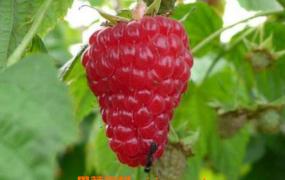 树莓的作用与副作用 树莓的食用禁忌
