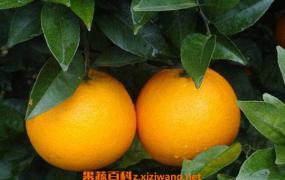 橙子酵素的功效与作用 吃橙子酵素的好处