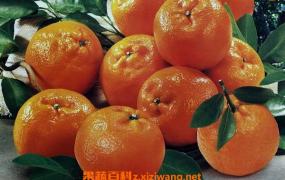 柑橘酵素的功效与作用 柑橘酵素的制作方法