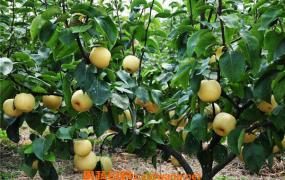 梨酵素的功效与作用 吃梨酵素的好处