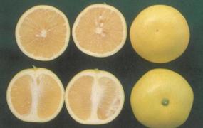 白葡萄柚的功效与作用 吃白葡萄柚有什么好处