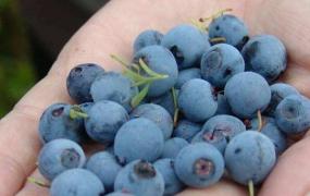 野生蓝莓和蓝莓的区别