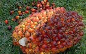 棕树果的功效与作用 棕树果怎么食用