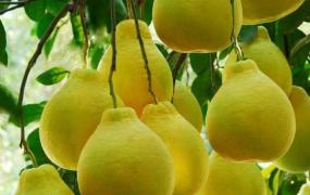 文旦柚和平和柚的区别 文旦柚的功效与作用