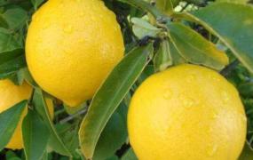 香柠檬和柠檬的区别 柠檬的功效与作用