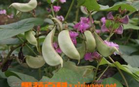 扁豆的种类和采摘方法