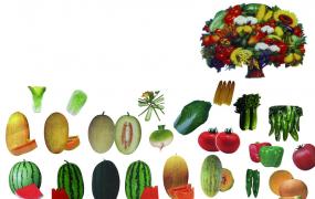 果菜类蔬菜早衰的原因与预防