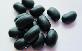 黑豆种类图片