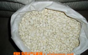 白芸豆营养价值
