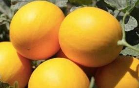 黄河蜜瓜的营养价值和功效
