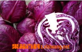 紫包菜丰富的营养价值