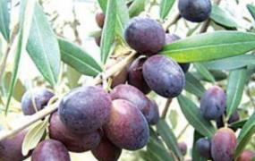 油橄榄怎么吃最好 油橄榄可以直接吃吗