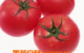 西红柿能够生吃吗