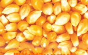剥玉米粒方法步骤 玉米粒做法教程